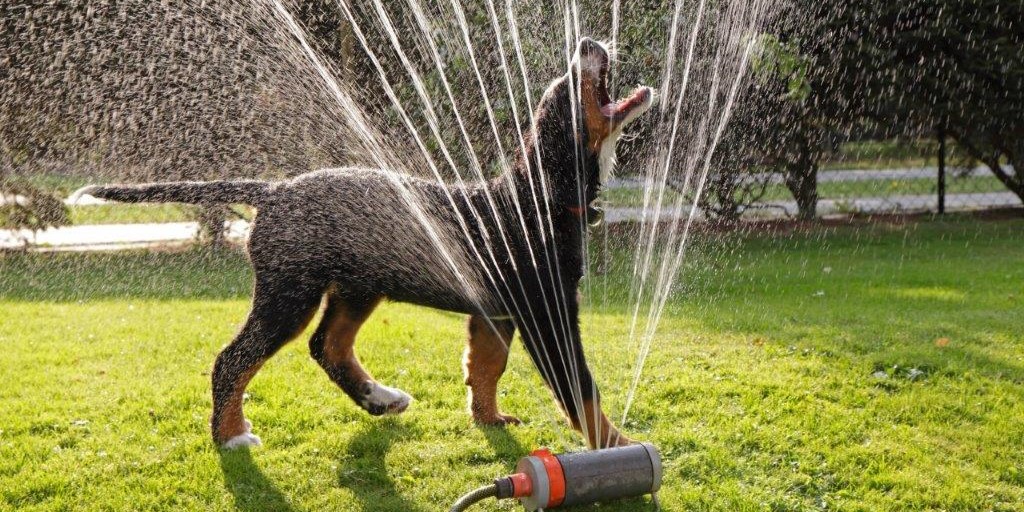 Kan koste din hund livet: Dette skal du passe særligt på, når du arbejder i haven