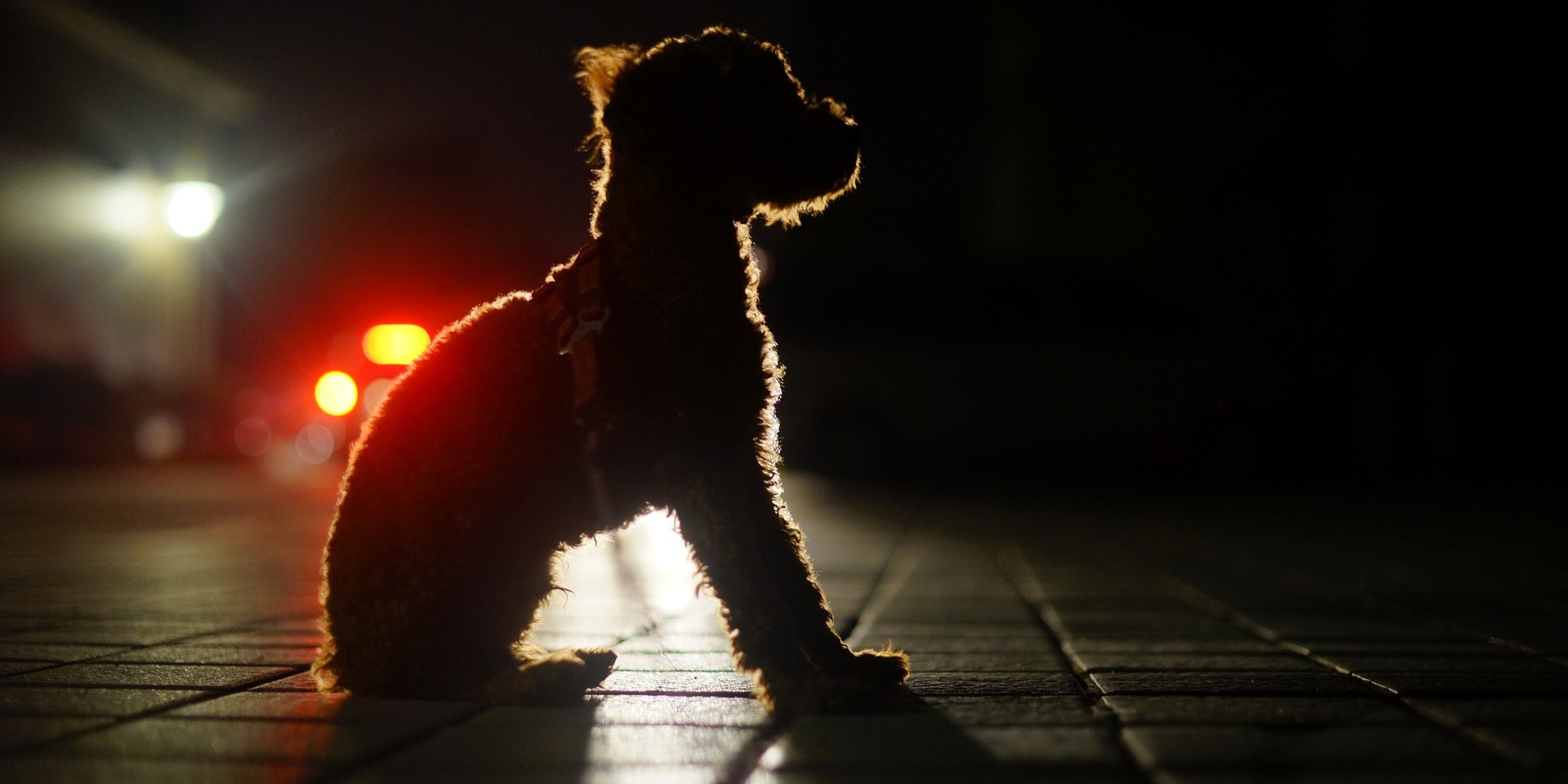 Opråb fra Dyrenes Beskyttelse: Gør aldrig dette med din hund