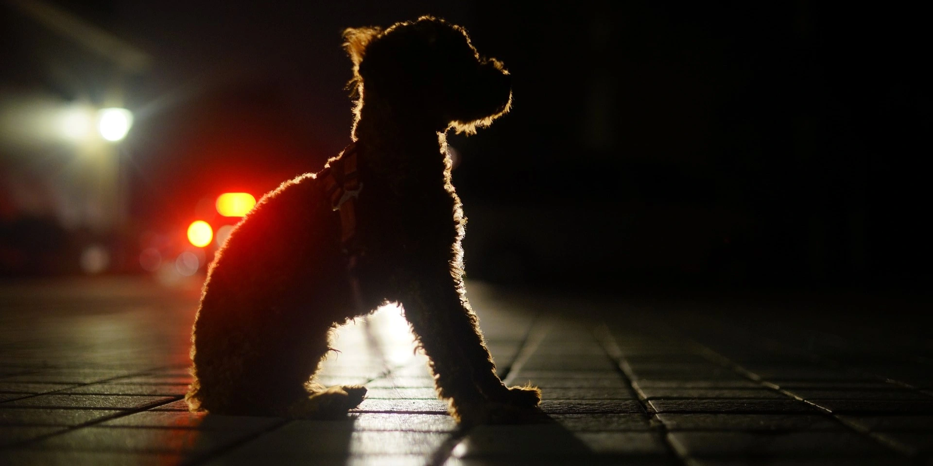 Opråb fra Dyrenes Beskyttelse: Gør aldrig dette med din hund