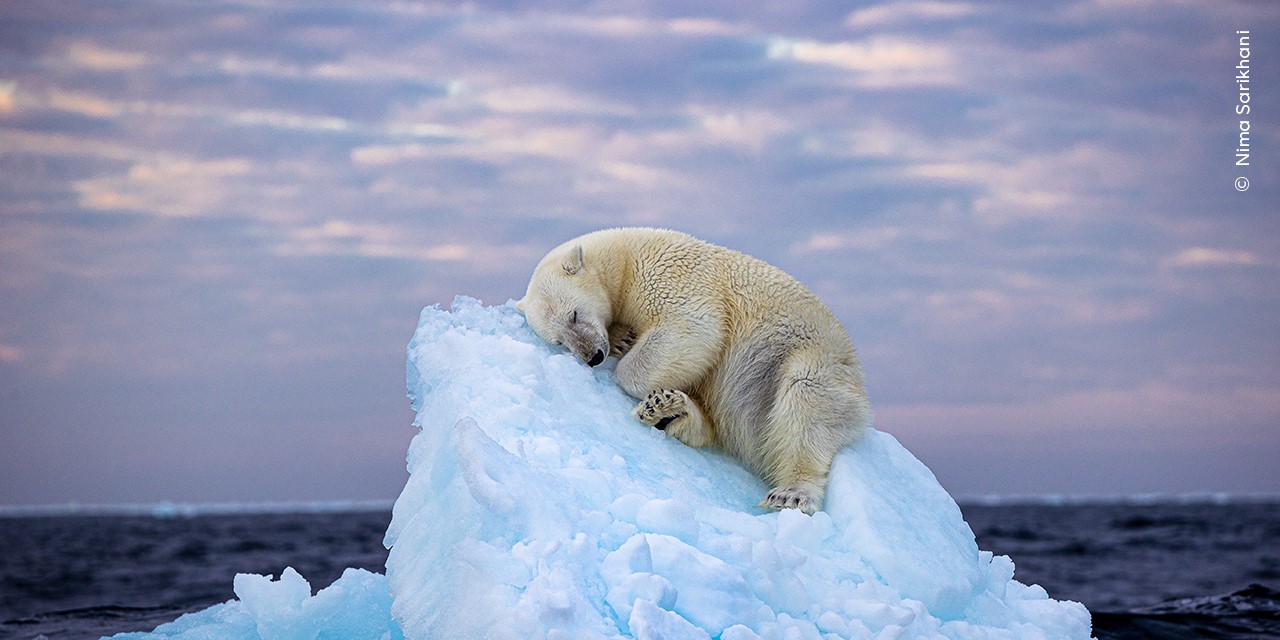 25 finalister: Hvem skal vinde publikumsprisen for ‘Wildlife Photographer of the Year’?