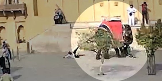 Elefant går amok på turist: Alvorlig ferieulykke fanget på overvågningsvideo