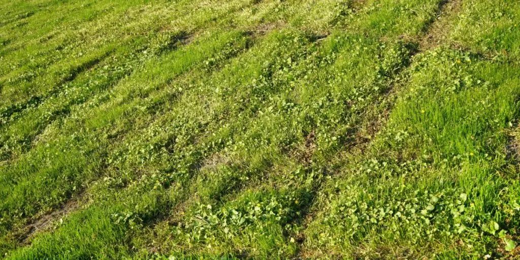Grib ikke riven, når mos skyder frem i haven: Her er den vigtige årsag, mange ikke kender