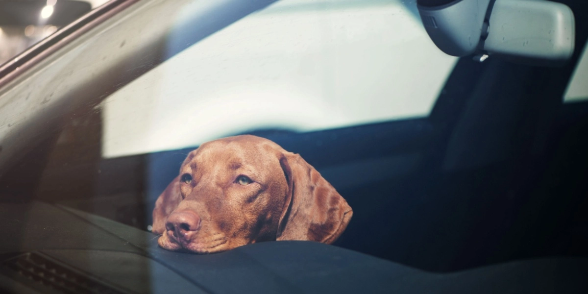 Lad ikke din hund blive liggende i bilen: Så meget kan temperaturen stige på bare 15 minutter