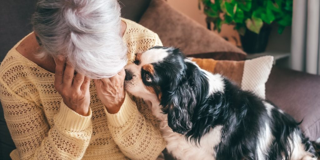 Har du også undret dig? Her er hvad det betyder, når din hund nusser dig med sin snude