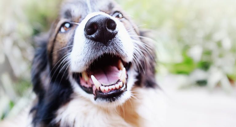 Hvad betyder det, når din hund følger dig overalt?