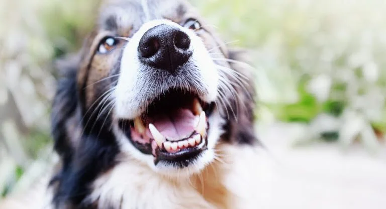 Hvad betyder det, når din hund følger dig overalt?