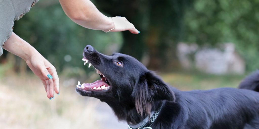 Her er grunden til, at hunde gøer af nogen, men ikke af andre