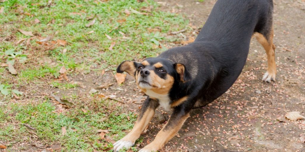 Strækker din hund sig foran dig? Den sender en klar besked