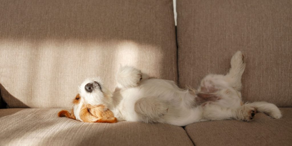 Her er hvad det betyder, når din hund ligger på ryggen