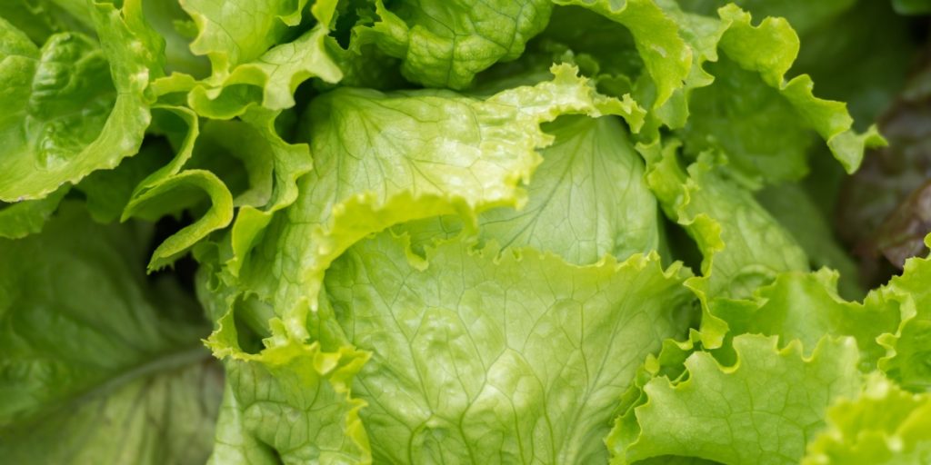 Spiser du iceberg-salat? Mange ved ikke dette om den