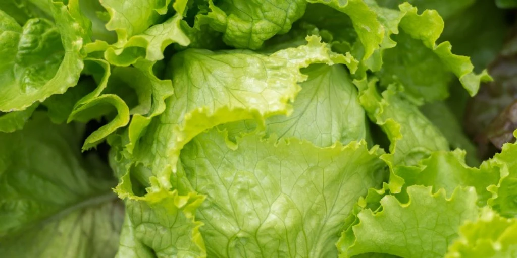 Spiser du iceberg-salat? Mange ved ikke dette om den