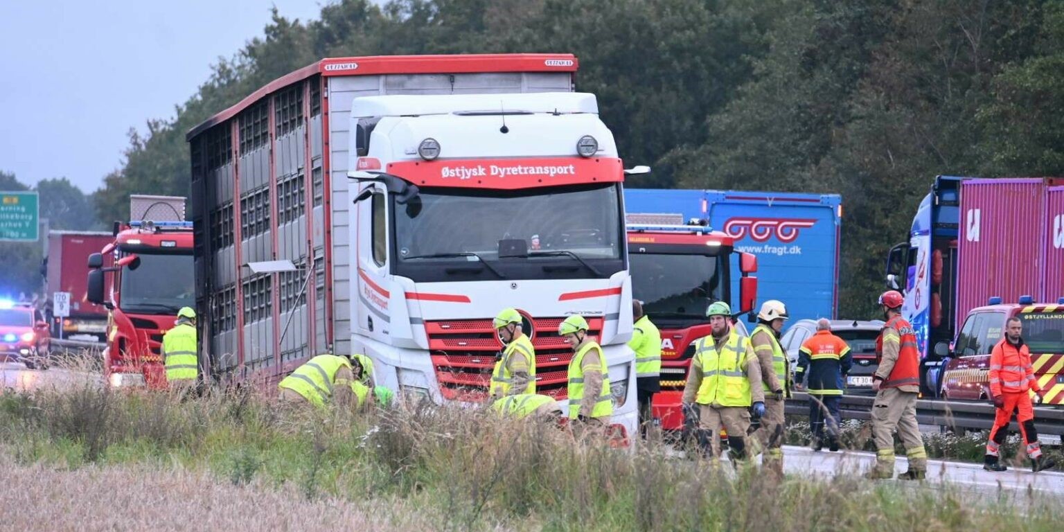 Motorvej spærret, lastbil i flammer og grise på vejen
