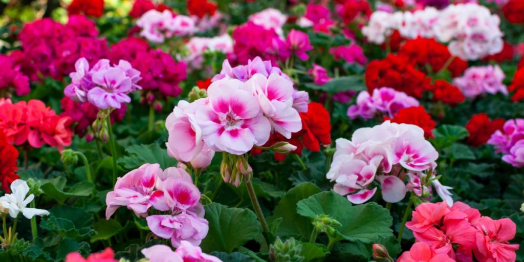 Det er som flydende guld til pelargonier: De vil bugne af flotte blomster