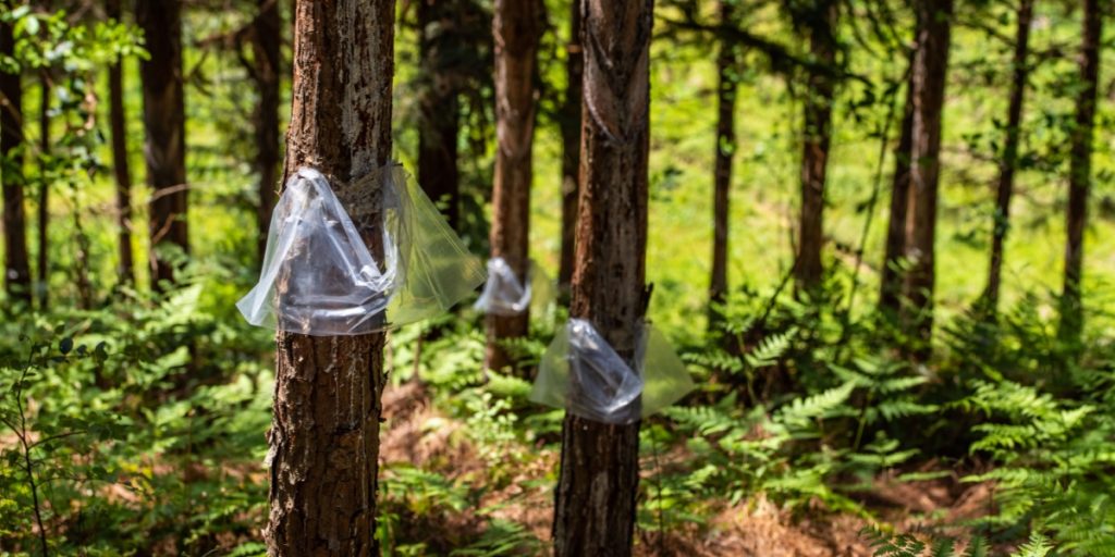 Hvis du ser en plastikpose i et træ, så hold dig væk – det indikerer en nærliggende fare