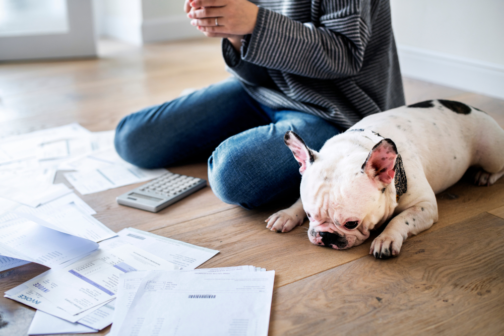 5 gode råd: Sådan sikrer du, din hund har det godt, imens du sparer penge