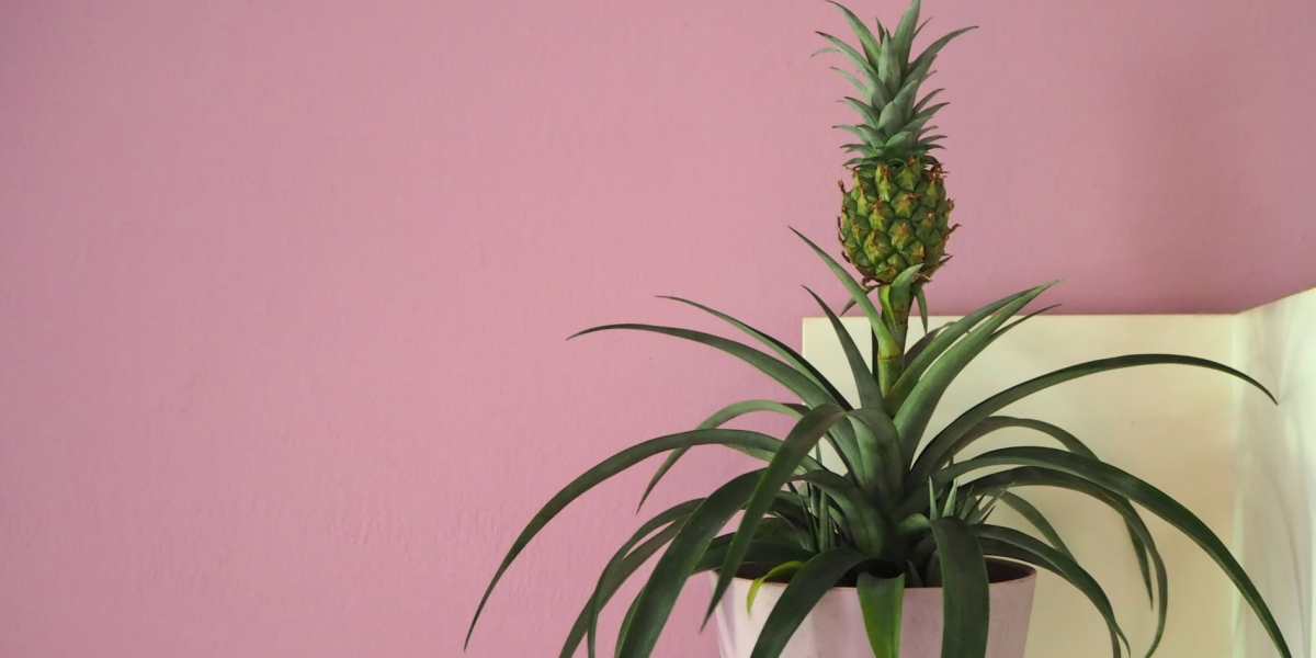 Kan plante virkelig stoppe snorken? Her er videnskabens dom