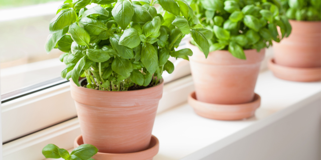 Sådan får du uendelig forsyning af basilikum – fra blot én plante fra supermarkedet
