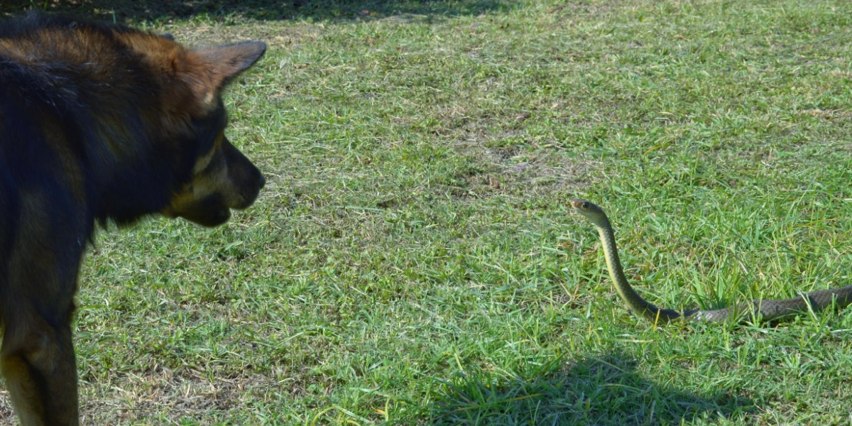 4 ting, du skal huske, hvis din hund bliver bidt af en hugorm