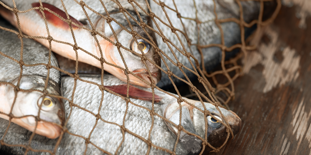 Prehn har fået nok: Vil hæve bødestraffen og konfiskere fiskernes udstyr