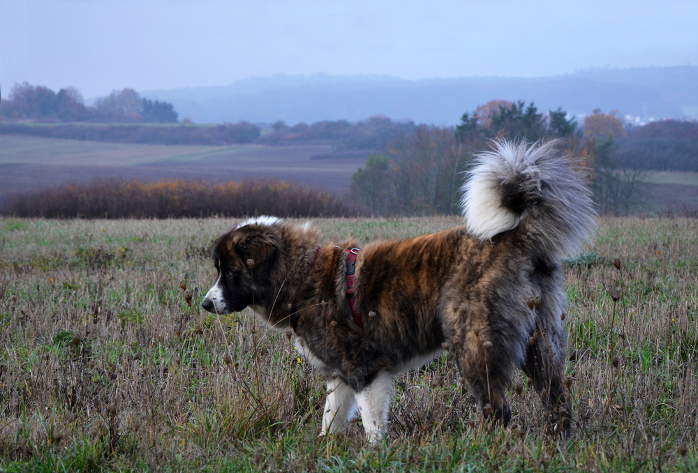 5 lugte, hunde elsker: Du har garanteret bemærket nummer 2