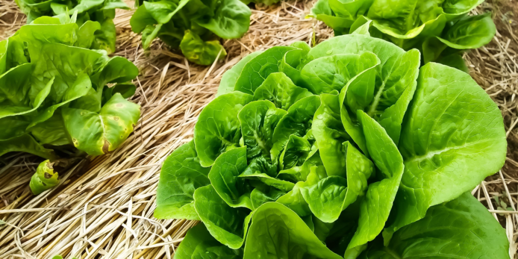Gulerødder, salat og 5 andre grøntsager, du kan dyrke i efteråret