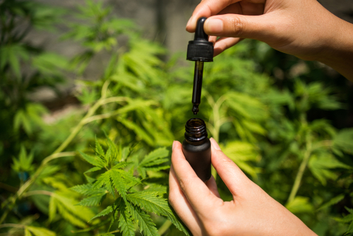 Hvordan CBD olie blev mainstream