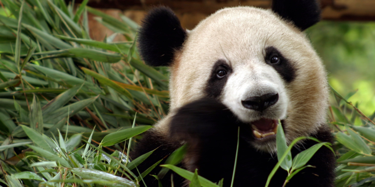 Femte gange skulle det være: Sådan gik forsøget med at pandaerne til parre sig i Københavns ZOO