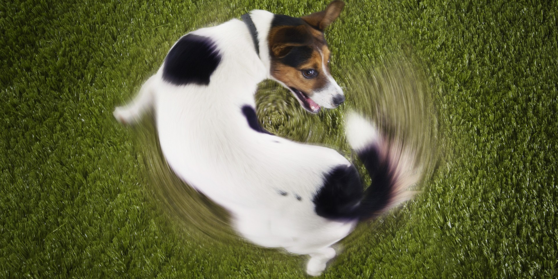 Hvorfor jager hunde deres egen hale? Her er svaret