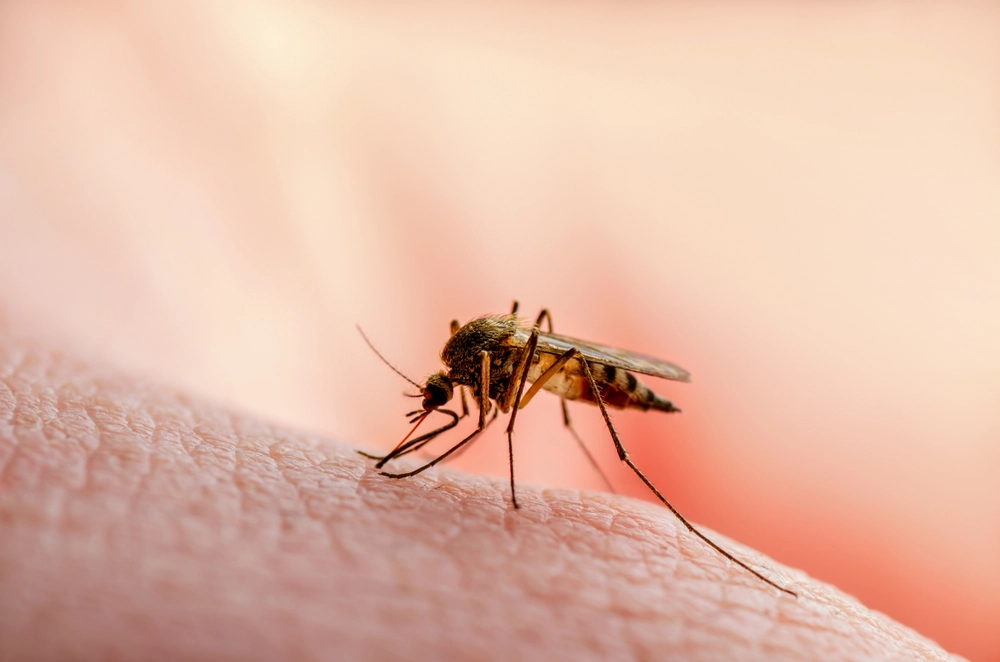 Myggenes hemmelige våben: Sådan undgår du at blive deres næste mål