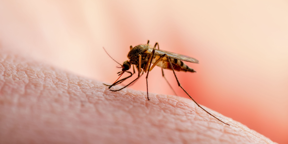 5 naturlige tricks: Sådan holder du myggene væk til sommer
