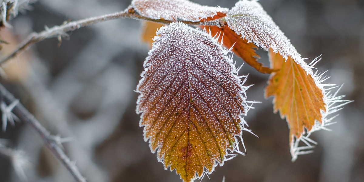 Brrr! Nu får vi temperaturer ned omkring frysepunktet