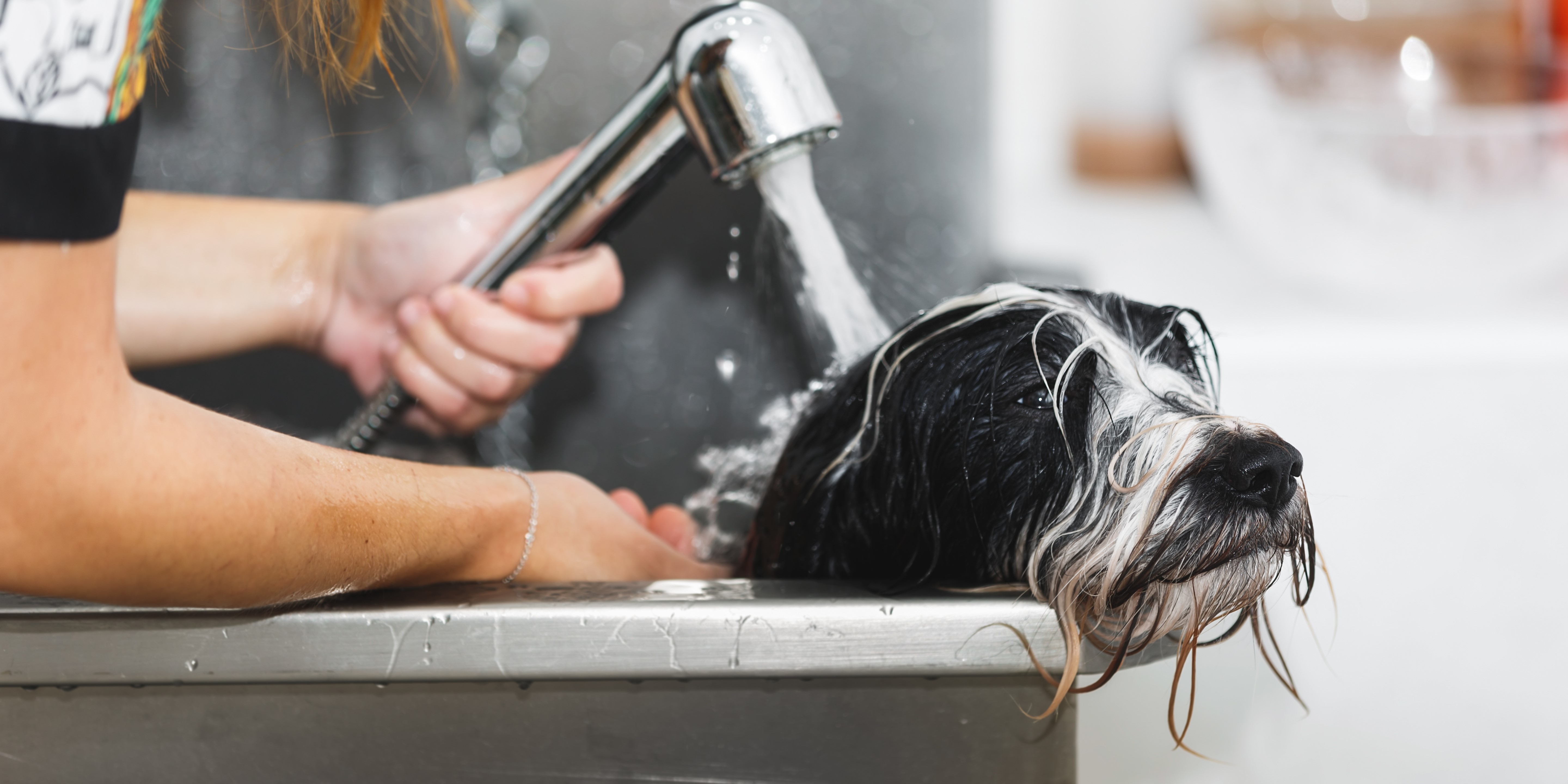 Har du hund? Så bør du kende disse 7 rengøringstips