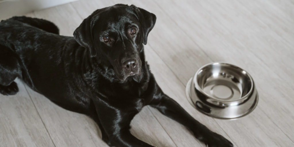 Det er ikke dårlig opdragelse: Derfor kan en labrador blive ved med at spise