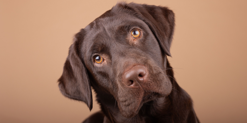 Ny undersøgelse: Det sker der, når vi kigger vores hund i øjnene