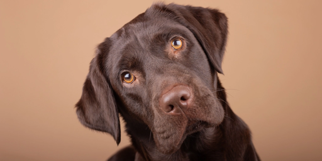 Ny undersøgelse: Det sker der, når vi kigger vores hund i øjnene