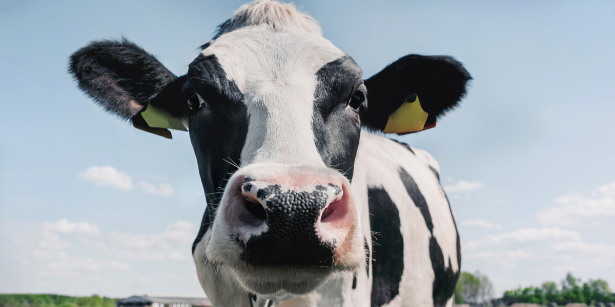 Arla fastholder de høje priser året ud, øger omsætning med 19 procent