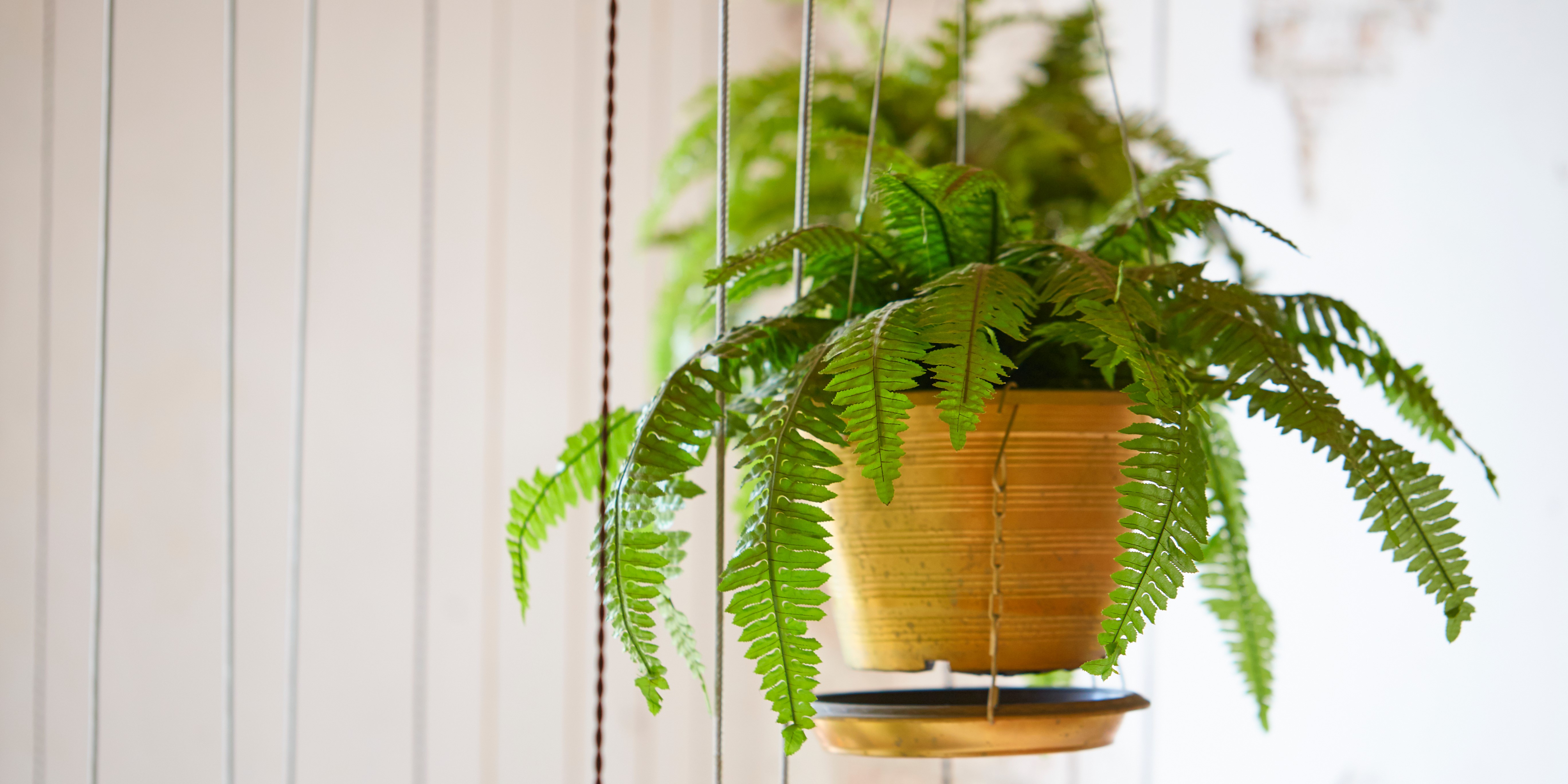 Bekæmper skimmelsvamp og kondens: 5 planter, du bør overveje at have i huset
