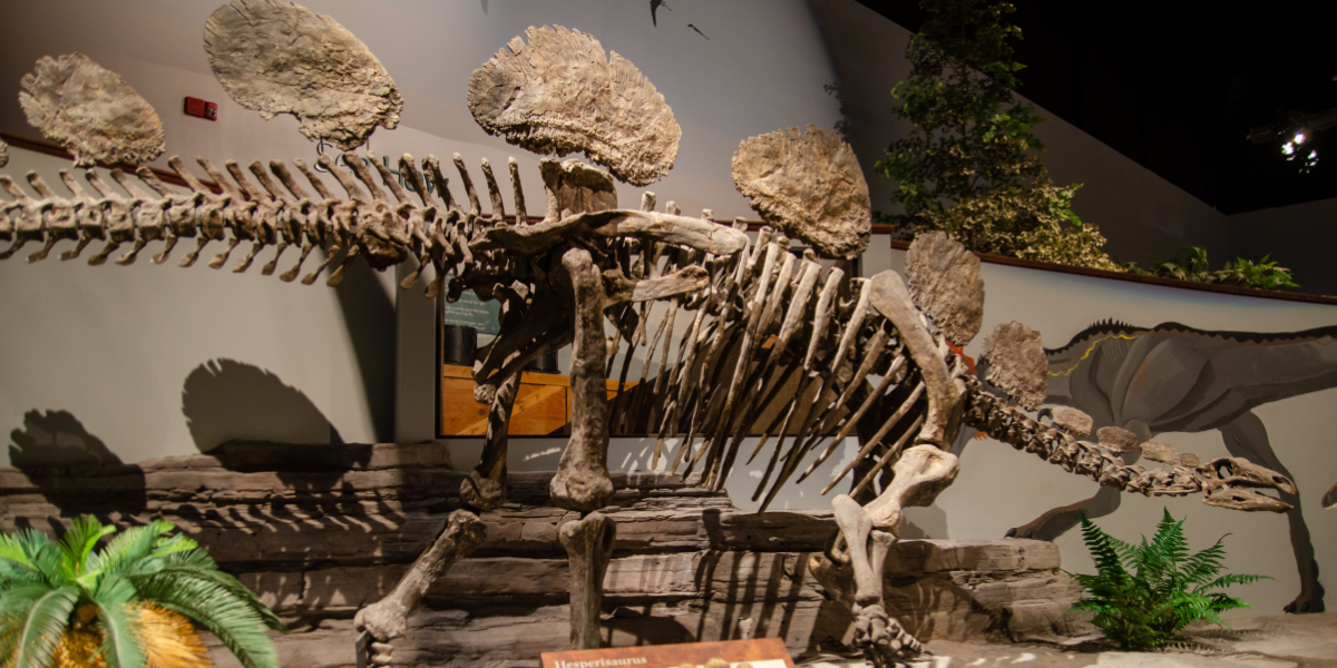 Verdens mest værdifulde dinosaurart: Nu er den på vej til Evolutionsmuseet