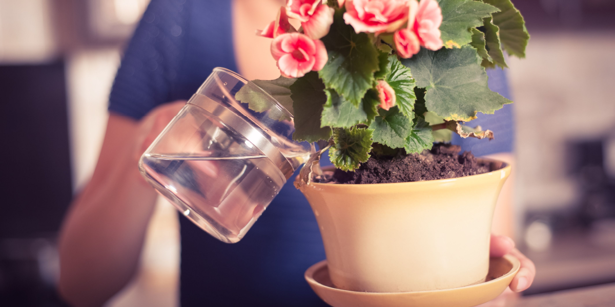 Eksperter svarer: Skal man vande planter fra toppen eller bunden?