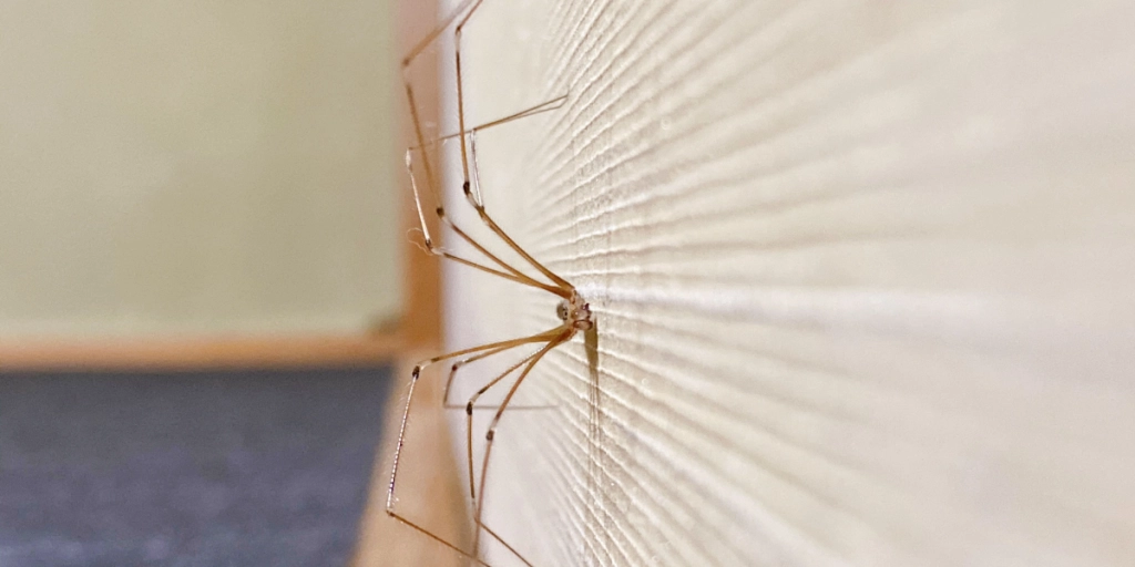 Naturlige metoder, der holder edderkopper væk fra dit hjem