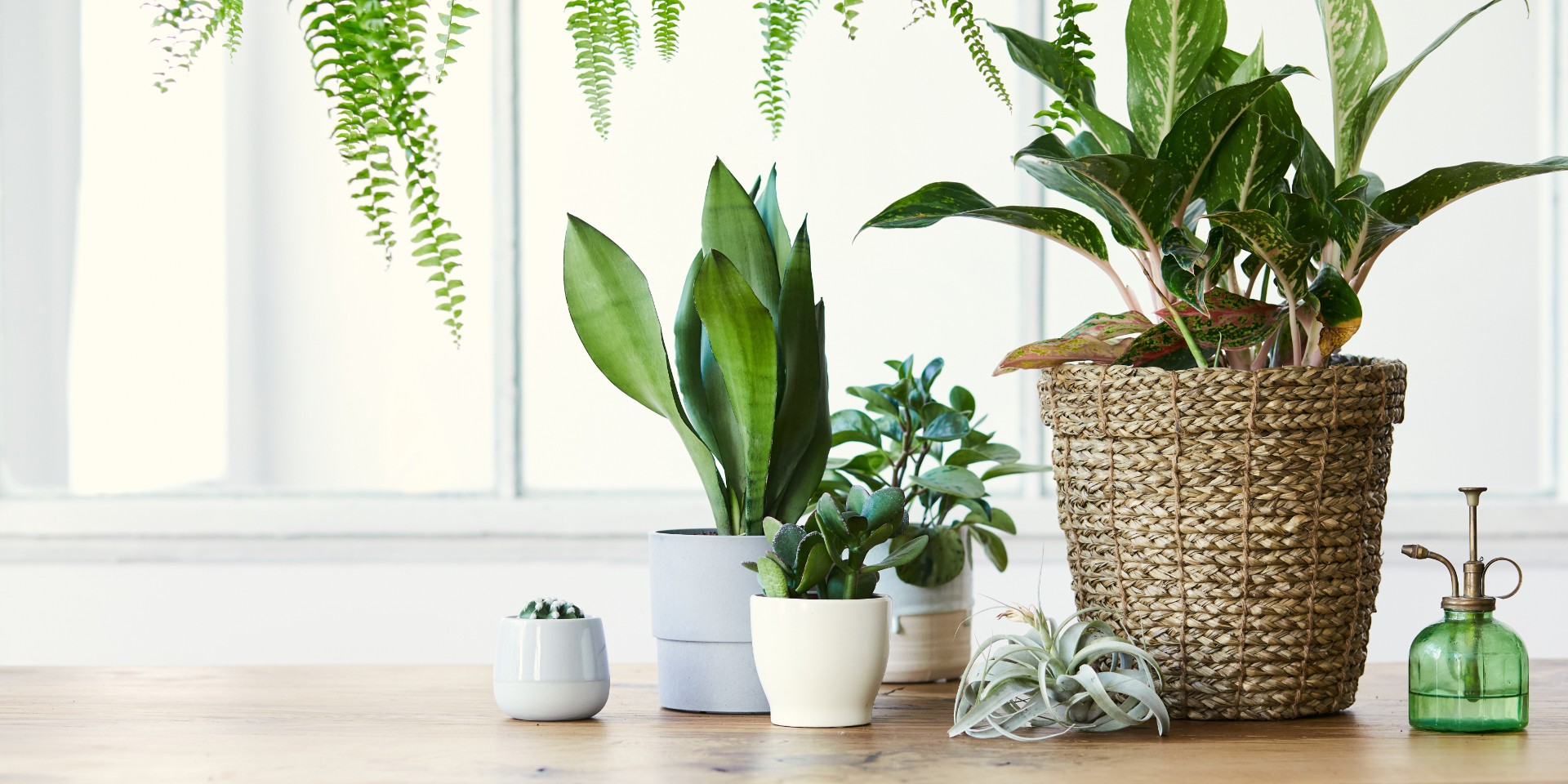 4 planter for dig, der mangler grønne fingre