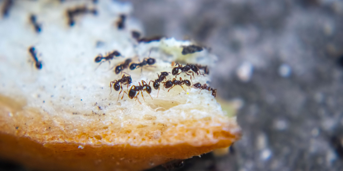 Citrusfrugter og 6 andre naturlige måder, du kan bekæmpe myrer i hjemmet