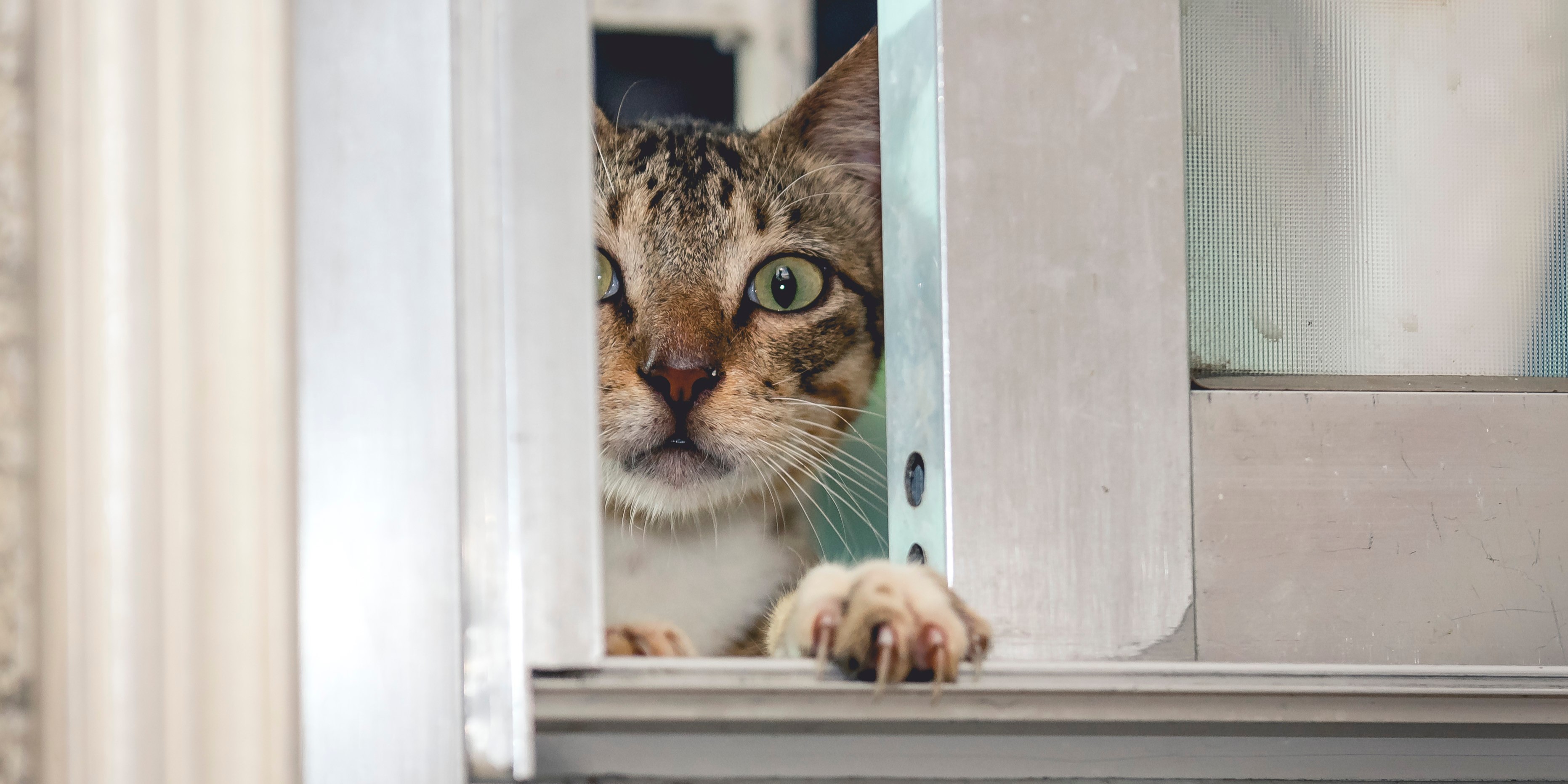 Sådan ville CIA vinde Den Kolde Krig med katte
