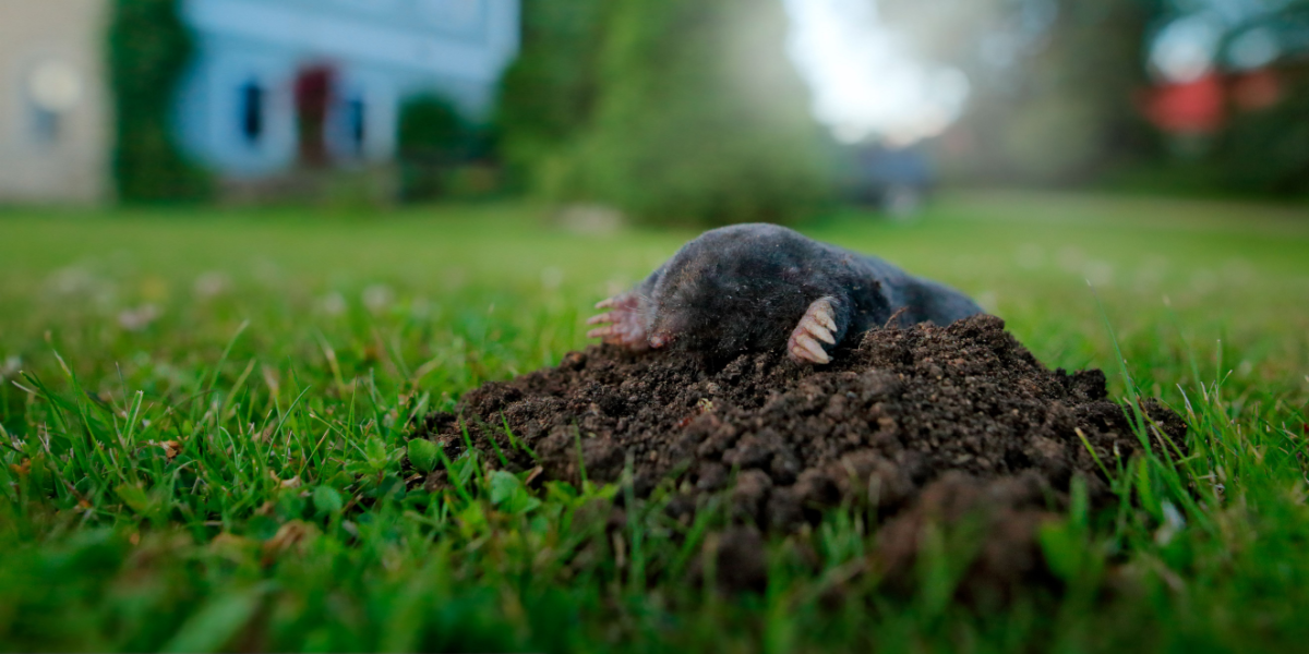 4 naturlige måder til at slippe af med muldvarpe