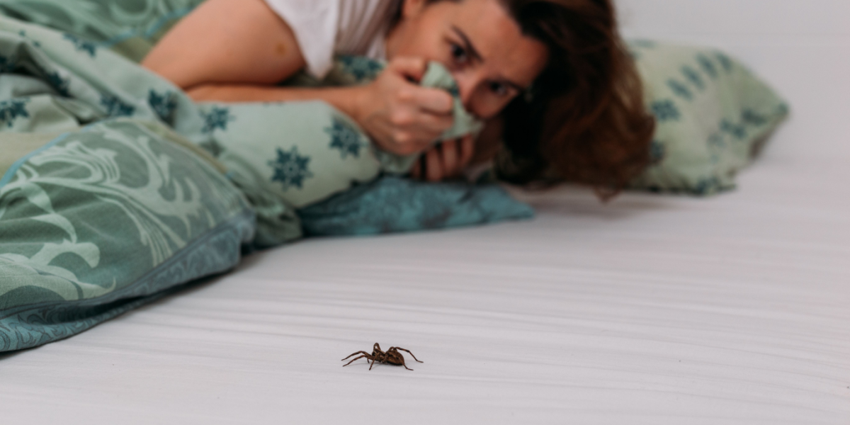 En gang for alle: Så mange edderkopper spiser vi, når vi sover