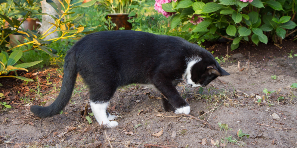 4 planter, der gør det for dig: Sådan holder du haven fri for katte