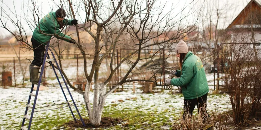 Det er stadig havevejr: Haveselskabets 3 gøremål i haven i december