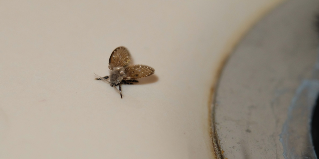 Invaderet af toiletfluer? Sådan slipper du af med dem