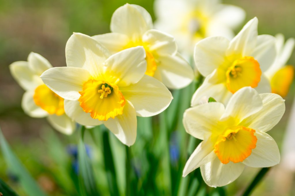 Få dine påskeliljer til at holde længere – undgå visne blomster med disse 5 tips