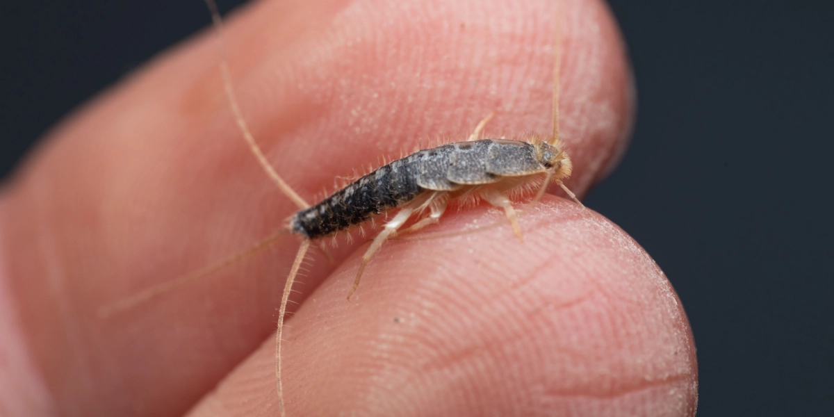 Her du sølvfisk i hjemmet? Det er måske ikke så skidt endda